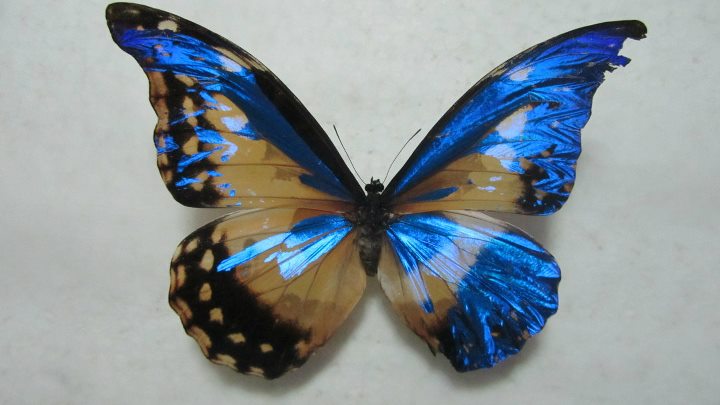 Morpho helena (gynandromorph) (Internet Image property of respective owner, non-commercial use only)
